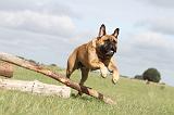 BULLMASTIFF 145